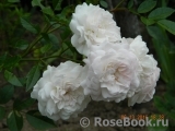 Eulalia Berridge Eulalia Berridge