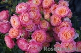 Briosa ® Briosa ®