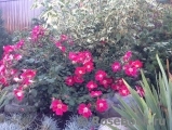 Candia Meillandecor Candia Meillandecor