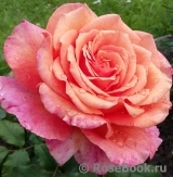 Augusta Luise Augusta Luise