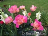 Pink Paradise Pink Paradise