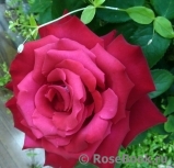 Grande Amore Grande Amore