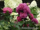 Princess Anne Princess Anne