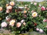 Rosemary Harkness Rosemary Harkness