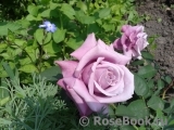 Blue Parfum Blue Parfum