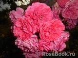 Rosarium Uetersen Rosarium Uetersen