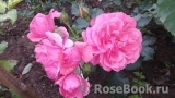 Rosarium Uetersen Rosarium Uetersen