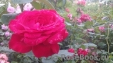 Dame de Coeur Dame de Coeur