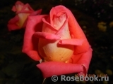 Konigin der Rosen Konigin der Rosen
