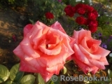 Konigin der Rosen Konigin der Rosen