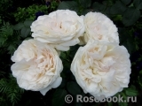 Crocus Rose® Crocus Rose®