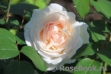 Crocus Rose® Crocus Rose®