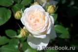 Crocus Rose® Crocus Rose®