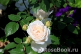 Crocus Rose® Crocus Rose®