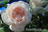 Crocus Rose® Crocus Rose®