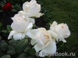 Crocus Rose® Crocus Rose®