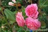 Jubilee Celebration® Jubilee Celebration®