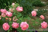 Jubilee Celebration® Jubilee Celebration®