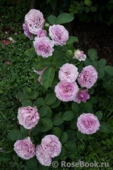 Lavender Ice Lavender Ice