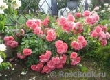 Rosarium Uetersen Rosarium Uetersen