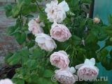 Strawberry Hill Strawberry Hill