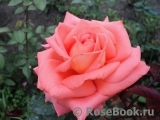 Konigin der Rosen Konigin der Rosen