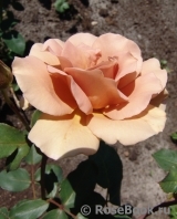 Julia's Rose Julia's Rose