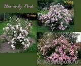 Heavenly Pink Heavenly Pink