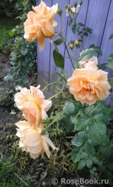 Goldener Olymp Goldener Olymp