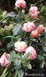 Augusta Luise Augusta Luise
