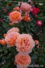 Belvedere Belvedere