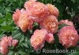 Augusta Luise Augusta Luise