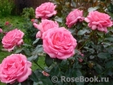 La Rose de Molinard ® La Rose de Molinard ®