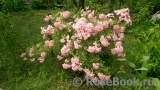 Heavenly Pink Heavenly Pink
