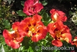 Sunshine Babylon Eyes ® Sunshine Babylon Eyes ®