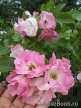 Abelzieds Abelzieds