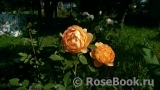 Lady of Shalott Lady of Shalott