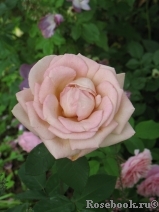Julia's Rose Julia's Rose