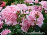 La Rose de Molinard ® La Rose de Molinard ®