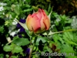 Jubilee Celebration® Jubilee Celebration®