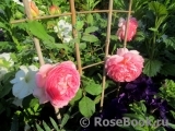 Jubilee Celebration® Jubilee Celebration®
