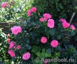 Rosarium Uetersen