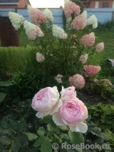 Herzogin Christiana ® Herzogin Christiana ®