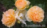 Bernstein-Rose Bernstein-Rose