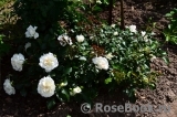 White Meidiland White Meidiland
