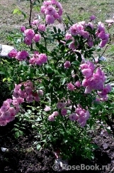 Heavenly Pink Heavenly Pink