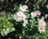 Jacqueline du Pre Jacqueline du Pre