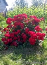 Roter Korsar Roter Korsar