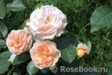 Sangerhauser Jubilaumsrose Sangerhauser Jubilaumsrose
