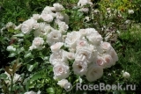 Aspirin Rose Aspirin Rose